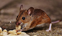 24 Hour & Emergency Exterminators in Coulterville, CA